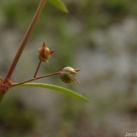 Scleromitrion diffusum (Willd.) R.J.Wang